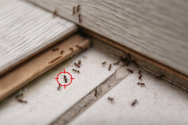 Best Residential Pest Control  in Oviedo, FL
